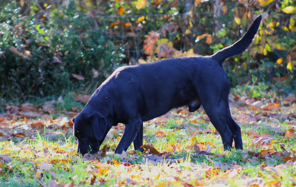 Sirius black du pré de l'égvonne