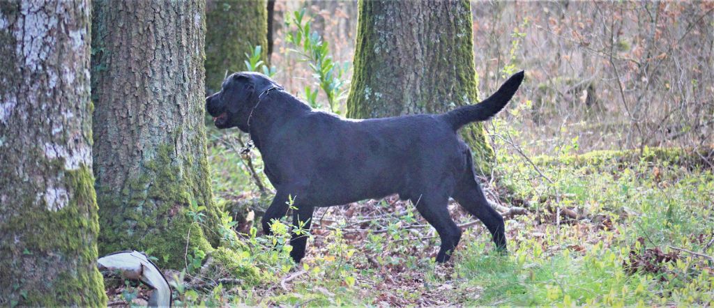 Sirius black du pré de l'égvonne