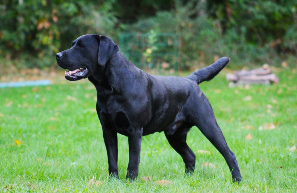 Sirius black du pré de l'égvonne