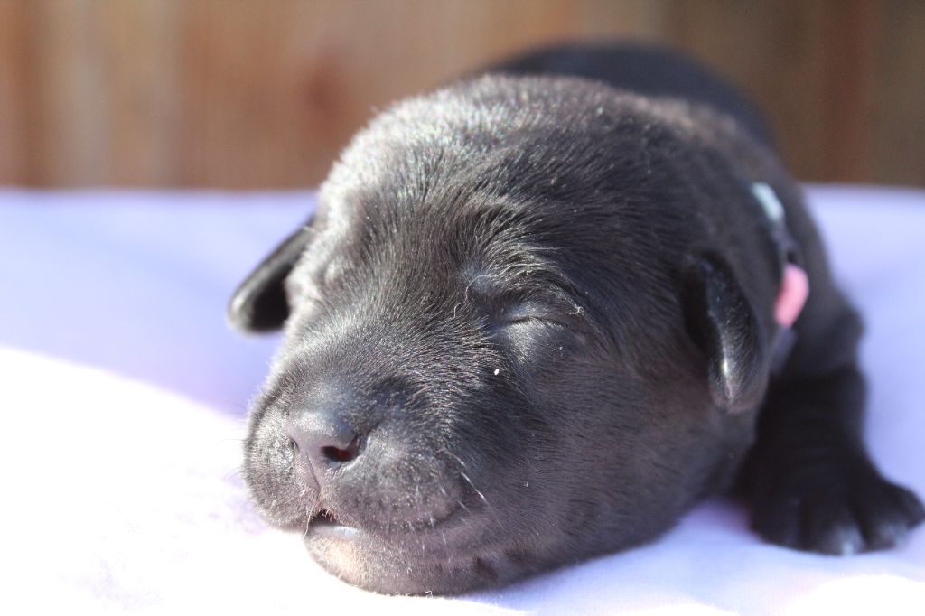 des Amours de Sirius - Chiot disponible  - Labrador Retriever