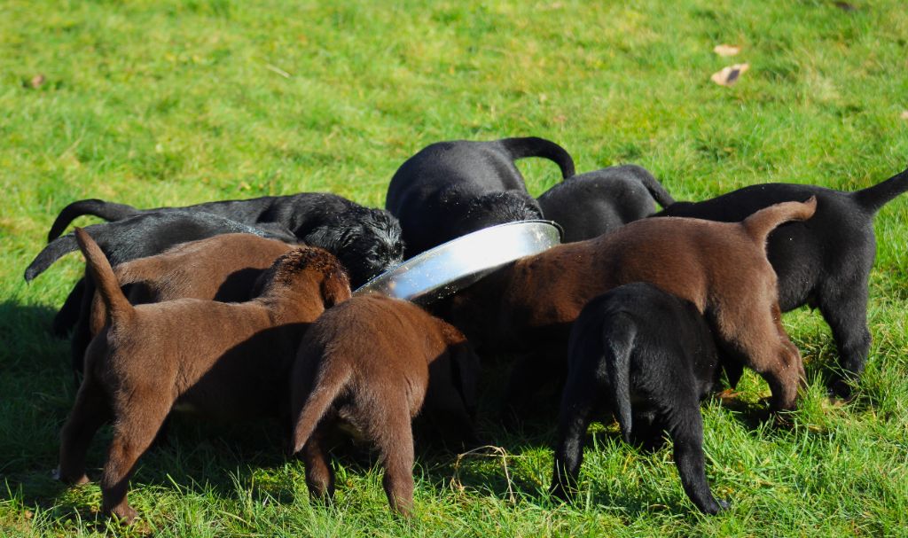 chiot Labrador Retriever des Amours de Sirius