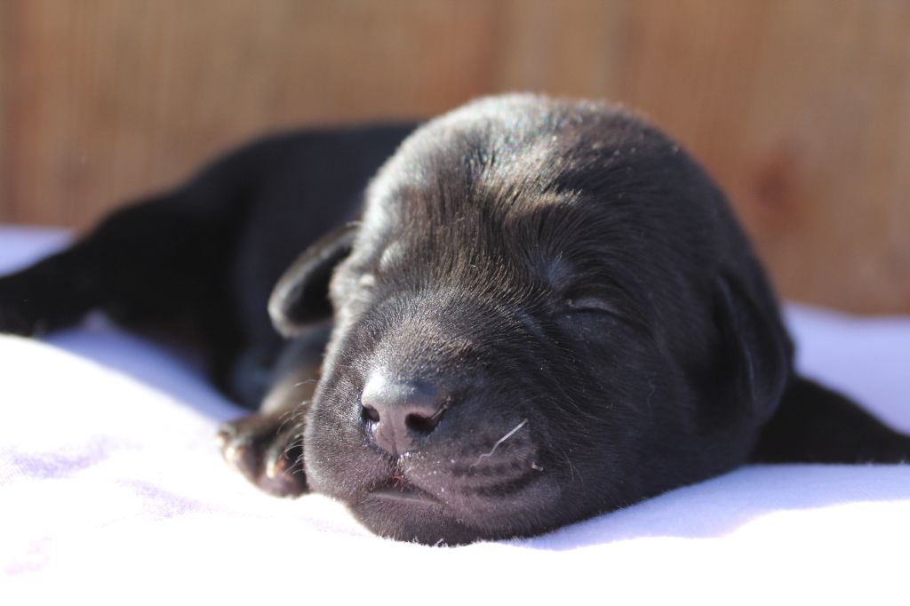 des Amours de Sirius - Chiot disponible  - Labrador Retriever