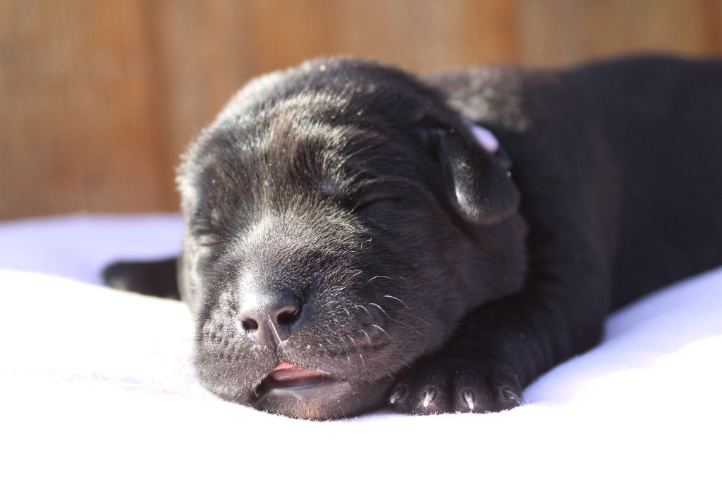 des Amours de Sirius - Chiot disponible  - Labrador Retriever