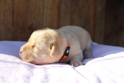 CHIOT ORANGE