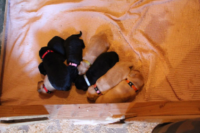 des Amours de Sirius - Labrador Retriever - Portée née le 28/10/2024