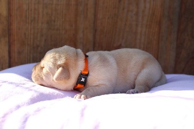 CHIOT ORANGE