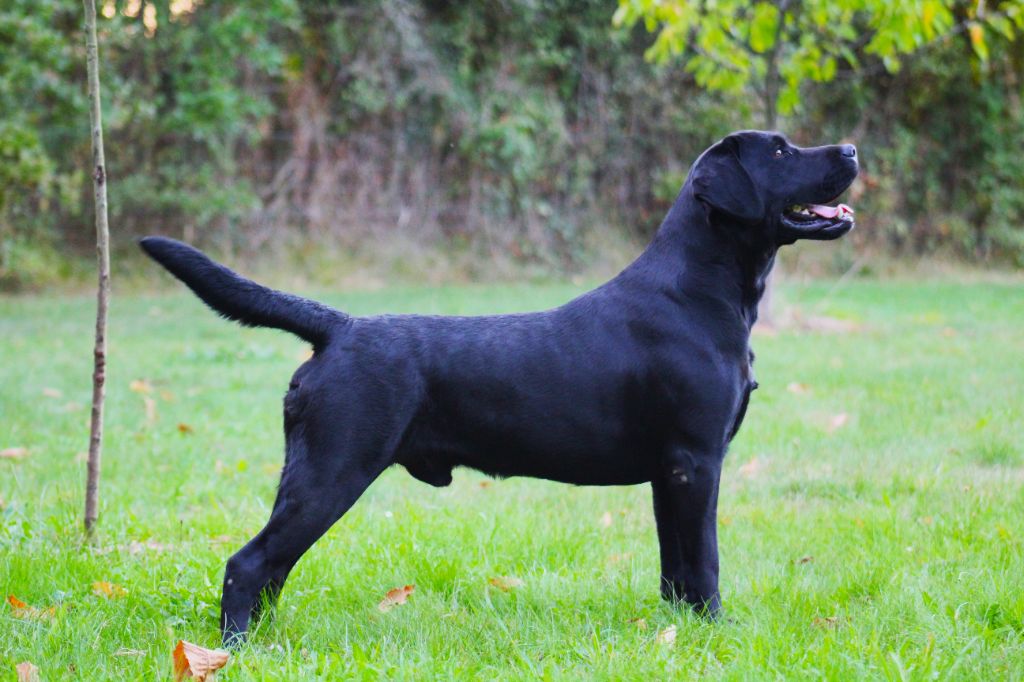 Sirius black du pré de l'égvonne