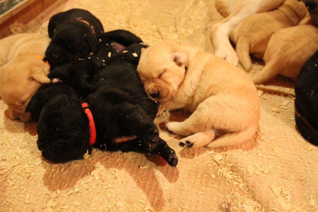 des Amours de Sirius - Des chiots disponibles !