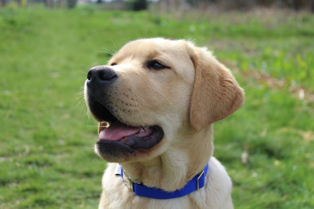 des Amours de Sirius - Chiots disponibles - Labrador Retriever